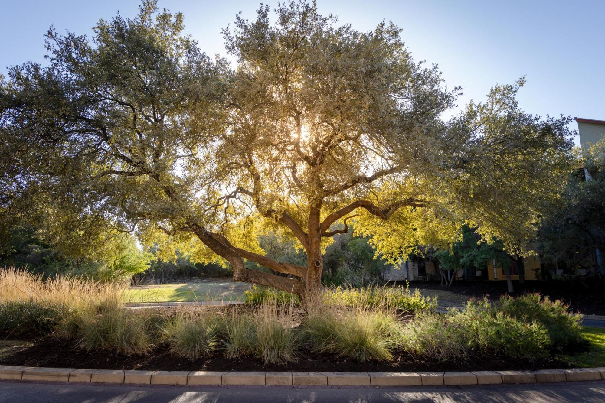 Hyatt Vacation Club At Wild Oak Ranch Hotel San Antonio Exterior foto